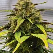 Skywalker OG Runtz/Gelato ✮✮✮