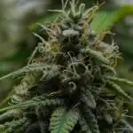 Strawberry Cake Auto | Ganja Farmer