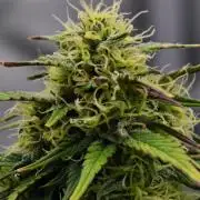 Skywalker OG Runtz/Gelato ✮✮✮