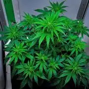 3 Bears OG | Mephisto Genetics