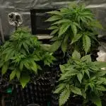 Skywalker OG Runtz/Gelato ✮✮✮