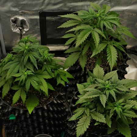 Skywalker OG Runtz/Gelato ✮✮✮