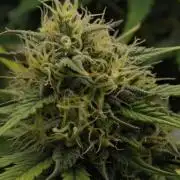 Skywalker OG Runtz/Gelato ✮✮✮