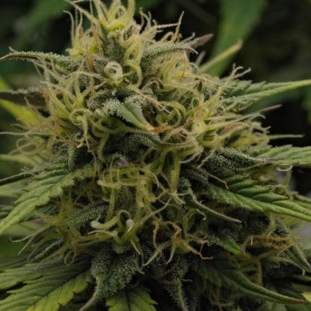 Skywalker OG Runtz/Gelato ✮✮✮