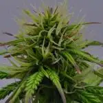 Divine Seeds | Auto Candy l VGrow