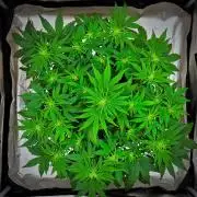 Mendo Cherry Cookies Auto | Fastbuds