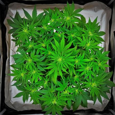 Mendo Cherry Cookies Auto | Fastbuds