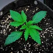 3 Bears OG | Mephisto Genetics