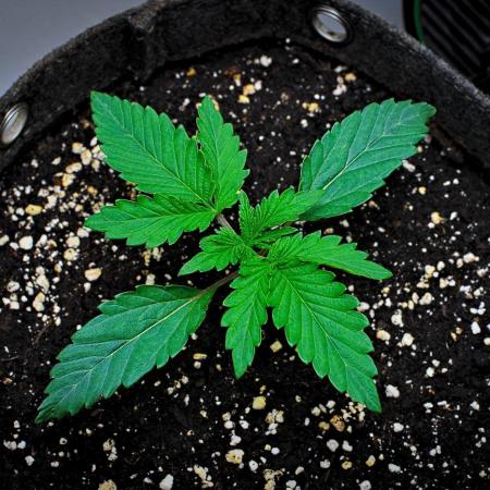 3 Bears OG | Mephisto Genetics