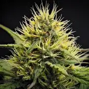 Guava Runtz Auto | Fastbuds