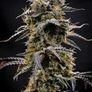 3 Bears OG | Mephisto Genetics