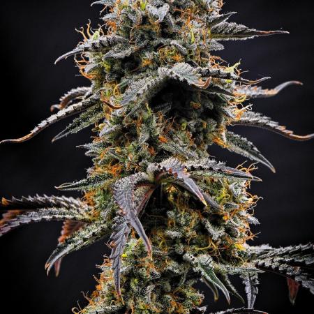 3 Bears OG | Mephisto Genetics