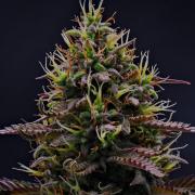 Auto Candy l Divine Seeds