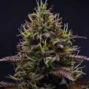 Auto Candy l Divine Seeds