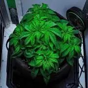 Jelly Donutz Auto