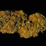 Sweet Seeds | Jet Fuel Mandarine XL Auto l 3 Plants
