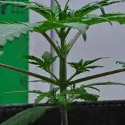 Cinderella | Fastbuds