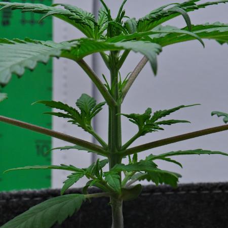 Cinderella | Fastbuds