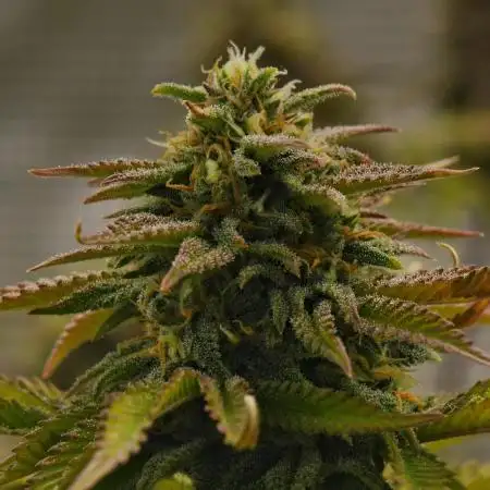 Cherry Cola & Banana Purple Punch