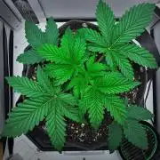 3 Bears OG | Mephisto Genetics