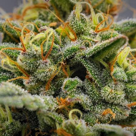 Mendo Cherry Cookies Auto | Fastbuds