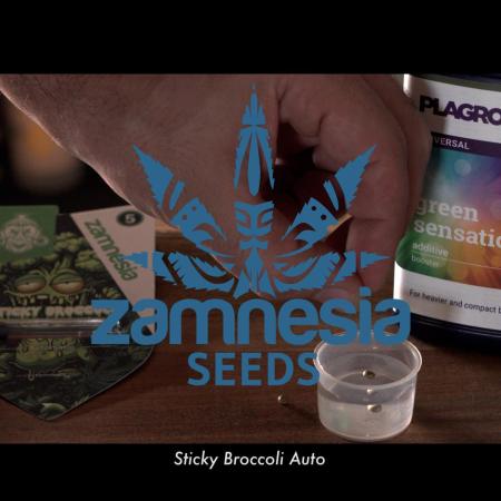 Sticky Broccoli | Eternity Grow Cup