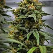 Mendo Cherry Cookies Auto | Fastbuds