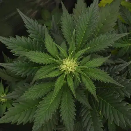 Sweet Seeds | Jet Fuel Mandarine XL Auto l 3 Plants