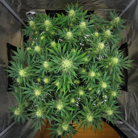 Mendo Cherry Cookies Auto | Fastbuds