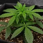 Sticky Broccoli | Eternity Grow Cup