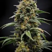 Mendo Cherry Cookies Auto | Fastbuds