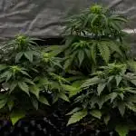 Skywalker OG Runtz/Gelato ✮✮✮