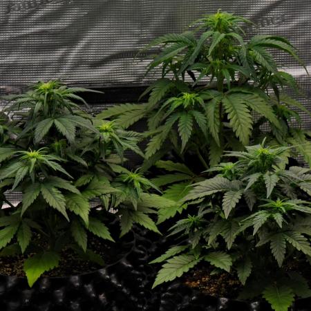 Skywalker OG Runtz/Gelato ✮✮✮