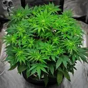 Mendo Cherry Cookies Auto | Fastbuds