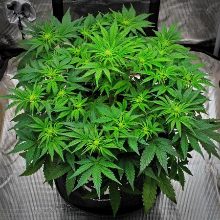 Mendo Cherry Cookies Auto | Fastbuds