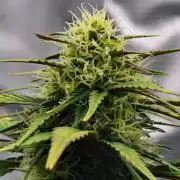 Skywalker OG Runtz/Gelato ✮✮✮