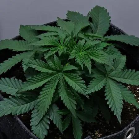 Strawberry Cake Auto | Ganja Farmer