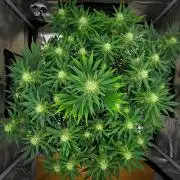 Mendo Cherry Cookies Auto | Fastbuds
