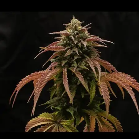 Cherry Cola & Banana Purple Punch