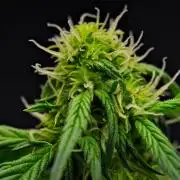 Sticky Broccoli Auto | Eternity Grow Cup