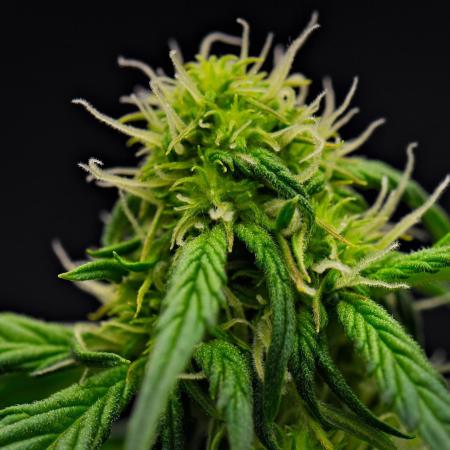 Sticky Broccoli Auto | Eternity Grow Cup