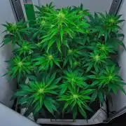 3 Bears OG | Mephisto Genetics