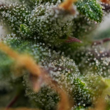 Cinderella | Fastbuds