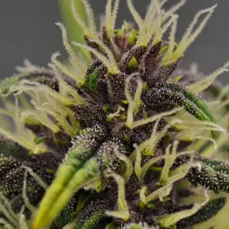 Cherry Cola & Banana Purple Punch