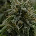 Strawberry Cake Auto | Ganja Farmer