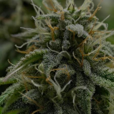 Strawberry Cake Auto | Ganja Farmer