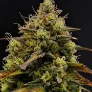 Skywalker OG Runtz/Gelato ✮✮✮