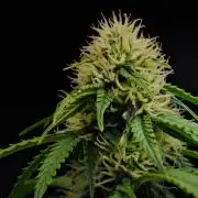 Sticky Broccoli Auto | Eternity Grow Cup