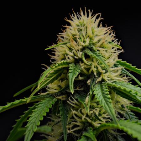 Sticky Broccoli Auto | Eternity Grow Cup