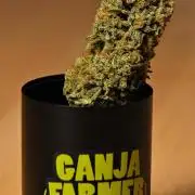Strawberry Cake Auto | Ganja Farmer